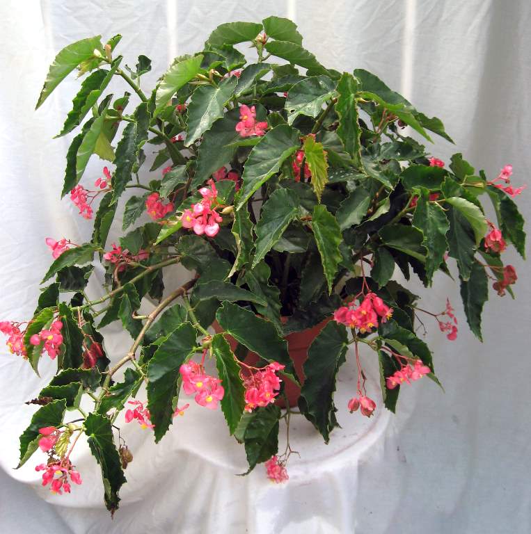 B. ‘Diclata’